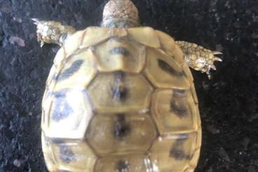 Landschildkröten kaufen und verkaufen Foto: 3j. Thherc high yellow für Liebhaber Landschildkröten kaufen und verkaufen Foto: 3j. Thherc high yellow für Liebhaber