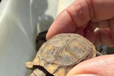 Landschildkröten kaufen und verkaufen Foto: Nachzuchten Thherc 2024 abzugeben Landschildkröten kaufen und verkaufen Foto: Nachzuchten Thherc 2024 abzugeben