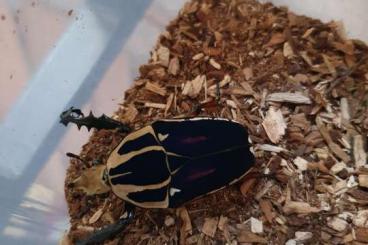 Insects kaufen und verkaufen Photo: Mecynorrhina torquata ugandensis Männchen