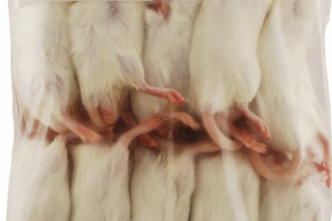 Feeder animals kaufen und verkaufen Photo: Maus Erwachsen (adult) 21-25g