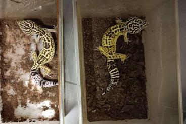 Geckos kaufen und verkaufen Foto: Verkaufe Eublepharis angramainyu