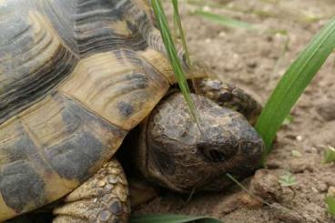 Landschildkröten kaufen und verkaufen Foto: Griechische Landschildkröten suchen neuen Futterspender