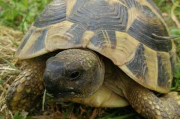 Landschildkröten kaufen und verkaufen Foto: Suche Händler für griechische Landschildkröten
