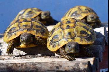 Landschildkröten kaufen und verkaufen Foto: Griechische Landschildkröten THB 