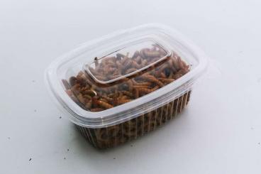 Insekten kaufen und verkaufen Foto: Mehlwürmer Mealworm Beetle - Tenebrio Molitor
