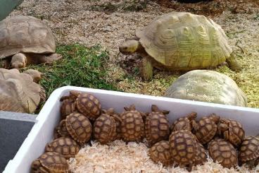 Landschildkröten kaufen und verkaufen Foto: Centrochelys sulcata babys for Hamm