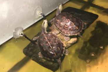 Schildkröten  kaufen und verkaufen Foto: Verkaufe 2 Chinesische Schildkröten 