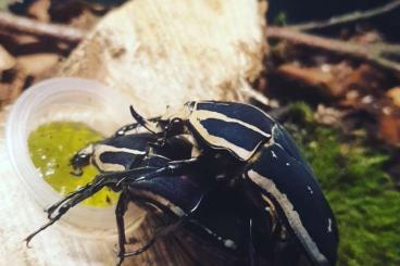 Insects kaufen und verkaufen Photo: Mecynorrhina torquata ugandensis pairs soon available