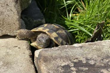 Landschildkröten kaufen und verkaufen Foto: Griechische landschildkröten