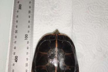 Schildkröten  kaufen und verkaufen Foto: 2.2 Chrysemys picta dorsalis (1.1 reserviert)