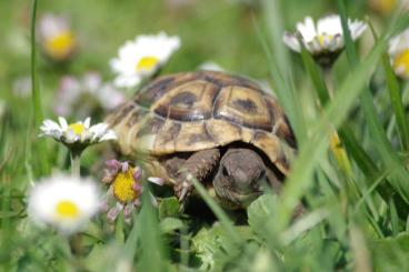 Tortoises kaufen und verkaufen Photo: Griechische Landschildkröten Tortoises kaufen und verkaufen Photo: Griechische Landschildkröten