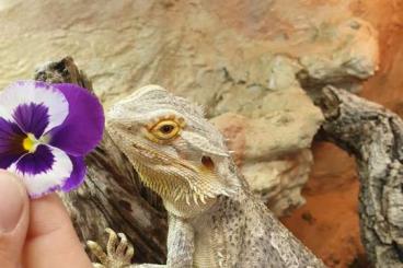 Bearded dragons kaufen und verkaufen Photo: Bartagame Weiblich mit Terrarienelektrik