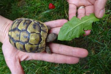 Landschildkröten kaufen und verkaufen Foto: Gesunde Landschildkrötenbabies mit Papieren