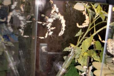 Insects kaufen und verkaufen Photo: Extatosoma tiaratum Lichen,australische Gespenstschrecke