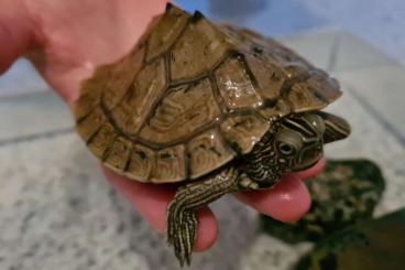 Schildkröten  kaufen und verkaufen Foto: Falsche Landkarten-Höckerschildkröte - Mapa Schildkröte 