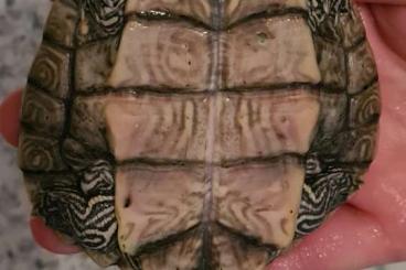 Landschildkröten kaufen und verkaufen Foto: Falsche Landkarten-Höckerschildkröte - Mapa Schildkröte 