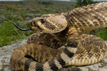 Venomous snakes kaufen und verkaufen Photo: Suche Crotalus Atrox/ Basiliscus und andere Klappernschlangen