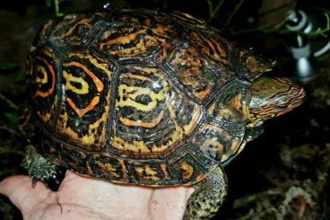 Schildkröten  kaufen und verkaufen Foto:  Suche Costa-Rica-Pracht-Erdschildkröten,Rhinoclemys pulcherrima manni