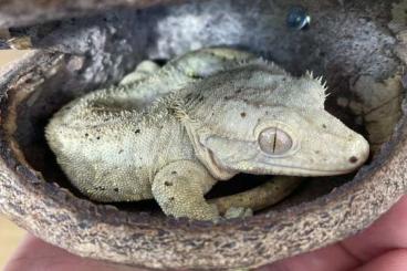 Geckos kaufen und verkaufen Foto: Biete 1. Correlophus ciliatus Kronengecko