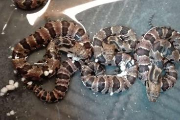 Schlangen kaufen und verkaufen Foto: Newly hatched False Water Cobra (Hydrodynastes gigas) 875 dkk =117,26 