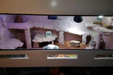 Bearded dragons kaufen und verkaufen Photo: Terrarium mit Elektronik und  Bewohner 