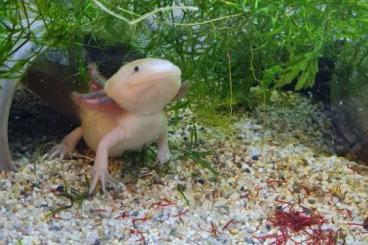 newts and salamanders kaufen und verkaufen Photo: Axolotl jungtiere bunte Mischung 