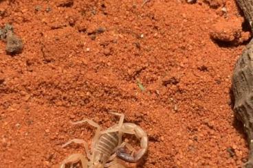 Scorpions kaufen und verkaufen Photo: Androctonus Australis Jungtiere 