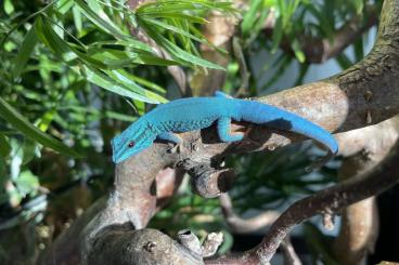 Geckos kaufen und verkaufen Foto: Lygodactylus Williamsi aus Privatzucht 