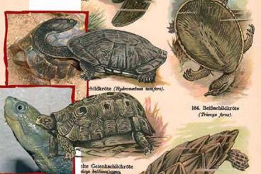 Schildkröten  kaufen und verkaufen Foto: Die neue MARGINATA ist erschienen, Titelthema: Damals