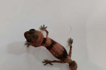 Lizards kaufen und verkaufen Photo: Nephrurus cinctus, Anolis bartschi, Ambystoma mexicanum