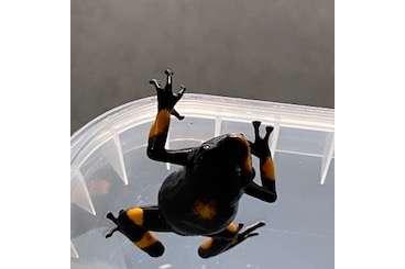 frogs kaufen und verkaufen Photo: Histrionica bullseye 0,0,1