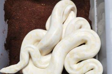 Boas kaufen und verkaufen Photo: 1.2 Albino epicrates maurus rainbowboa Regenbogenboa Boas kaufen und verkaufen Photo: 1.2 Albino epicrates maurus rainbowboa Regenbogenboa