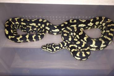 Pythons kaufen und verkaufen Foto: Morelia s. Cheynei  CB deep yellow black