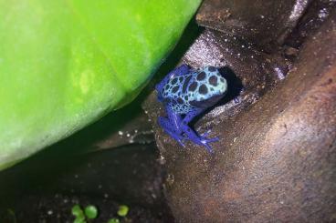 Poison dart frogs kaufen und verkaufen Photo: Tinctorius Azureus Nachzuchten abzugeben 