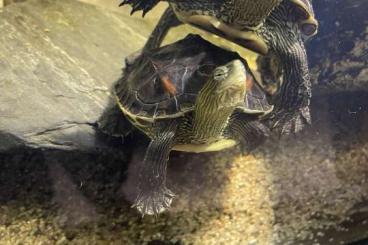 Sumpfschildkröten kaufen und verkaufen Foto: 2 Chinesische Streifen Schildkröten zur abgabe