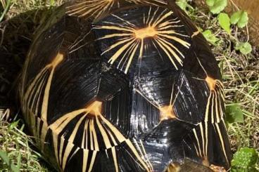 Schildkröten  kaufen und verkaufen Foto: Astrochelys radiata 2019 for salle