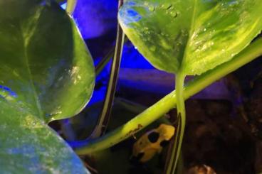 Poison dart frogs kaufen und verkaufen Photo: Dendrobaten abzugeben mit terra 