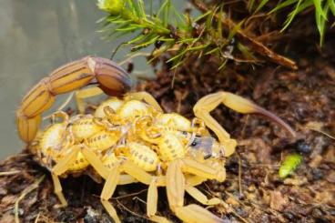 Spinnen und Skorpione kaufen und verkaufen Foto: Tityus stigmurus instar 2-3