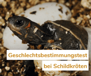 Geschlechtsbestimmg für Schildkröten