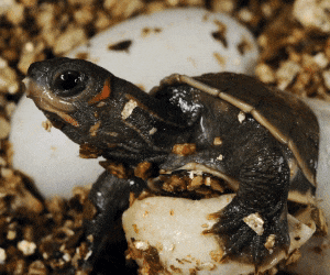 Geschlechtsbestimmg für Schildkröten