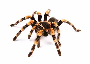 Foto einer Spinne