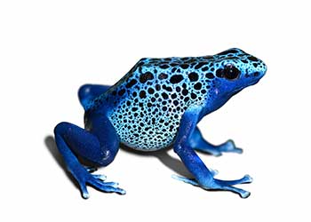 Foto eines Frosches