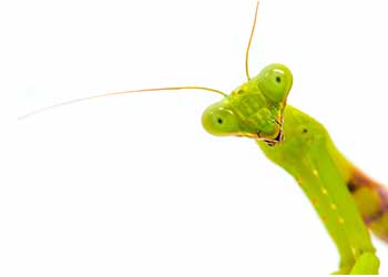 Foto eines Insekts