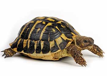 Foto einer Schildkröte