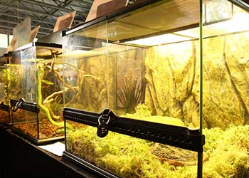 Foto eines Terrariums