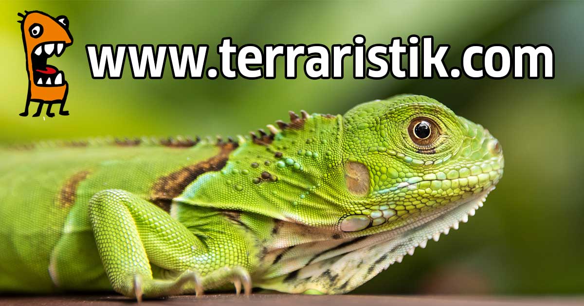 (c) Terraristik.com