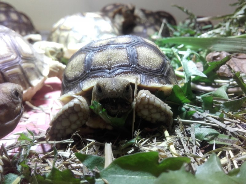 Schildkroten Buy And Sell At Www Terraristik Com