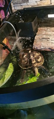 Schildkröten  kaufen und verkaufen Foto: Biete eine 8 jahre alte weibliche 