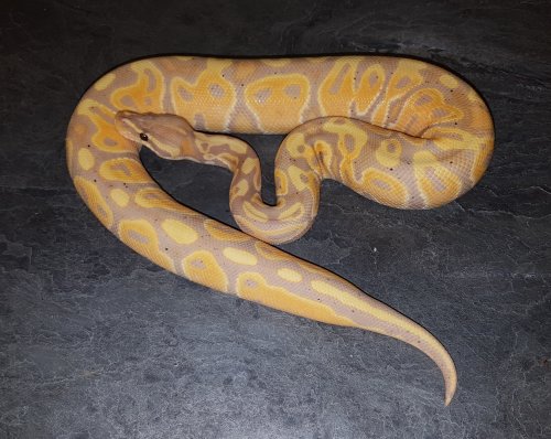 Schlangen kaufen und verkaufen Foto: Python Regius ENZ 2019,male:1.0.Coral Glow Yellow Belly Schlangen kaufen und verkaufen Foto: Python Regius ENZ 2019,male:1.0.Coral Glow Yellow Belly