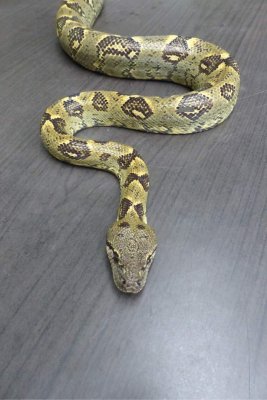 Schlangen kaufen und verkaufen Foto: Suche 0.1 sanzinia madagascariensisMadagaskar Hundskopfboa weiblich Schlangen kaufen und verkaufen Foto: Suche 0.1 sanzinia madagascariensisMadagaskar Hundskopfboa weiblich